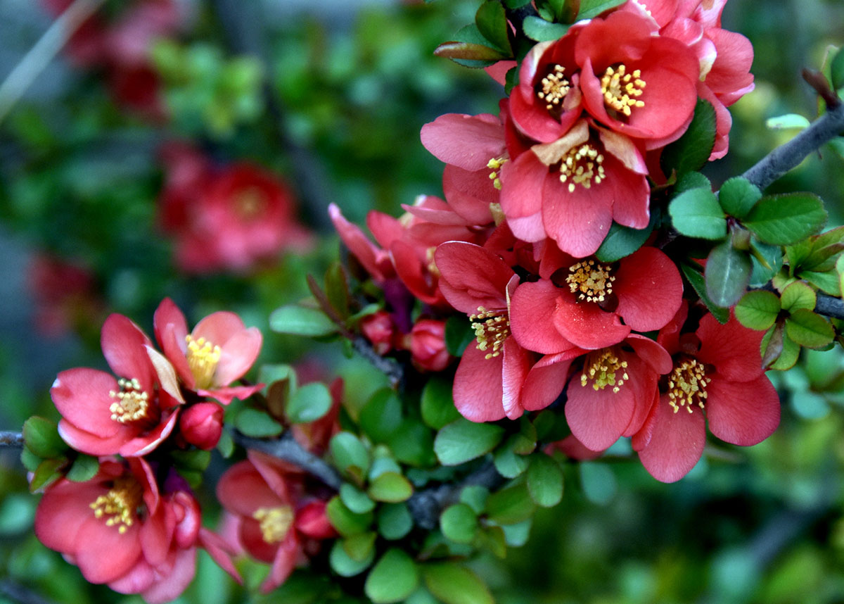 Цветение в подарок, или Декоративный сюрприз