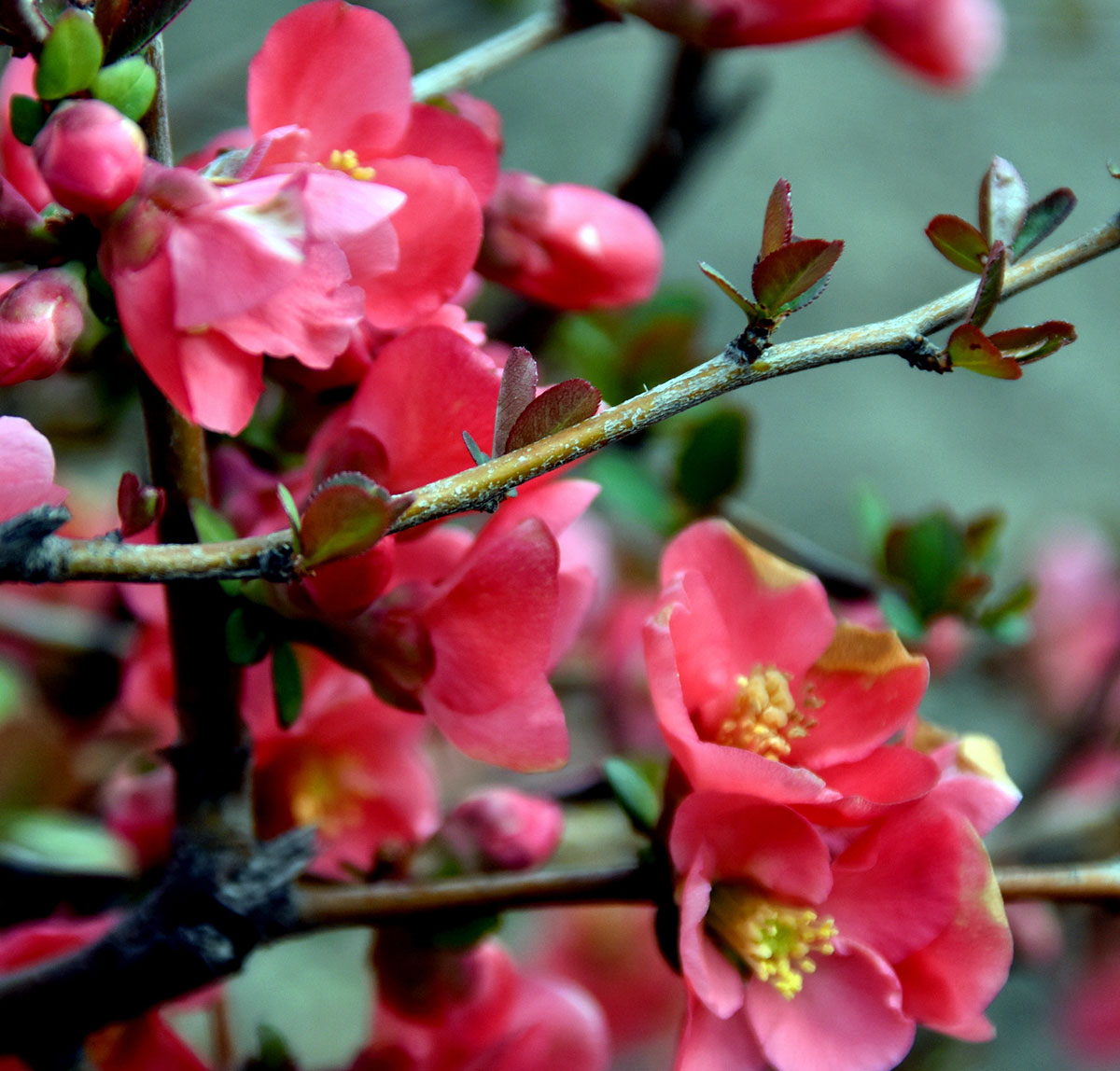 A Flowering Delight as a Gift or Ornamental Surprise