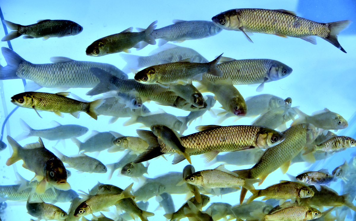 Выставка и конференция СППТ: достижения и потенциал туркменского бизнеса