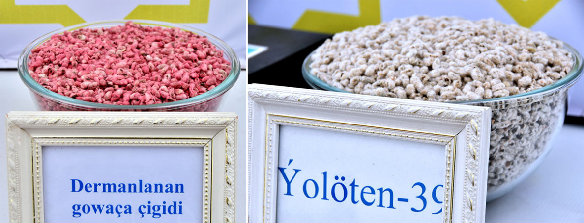 Cotton producers of Ahal, Balkan, Lebap and Mary regions start sowing
