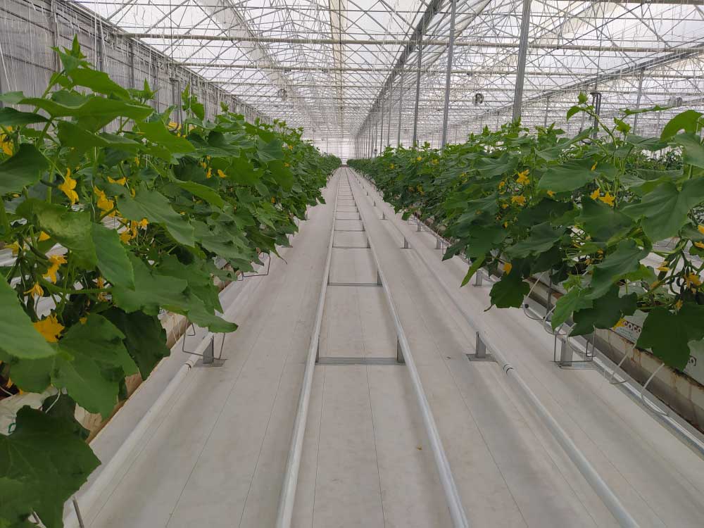 High-tech complexes added to the network of greenhouses