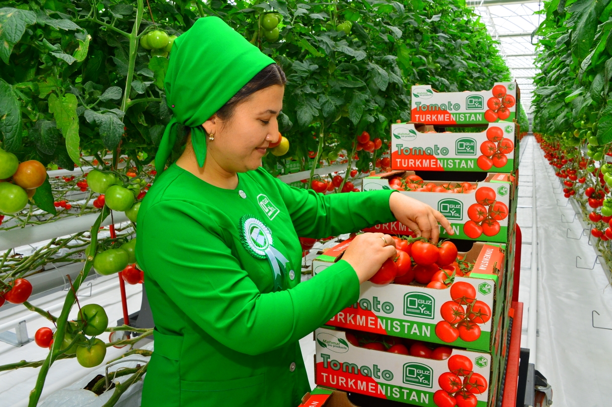 High-tech complexes added to the network of greenhouses