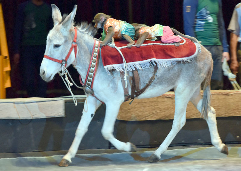 Государственный цирк Туркменистана представил премьеру новой программы