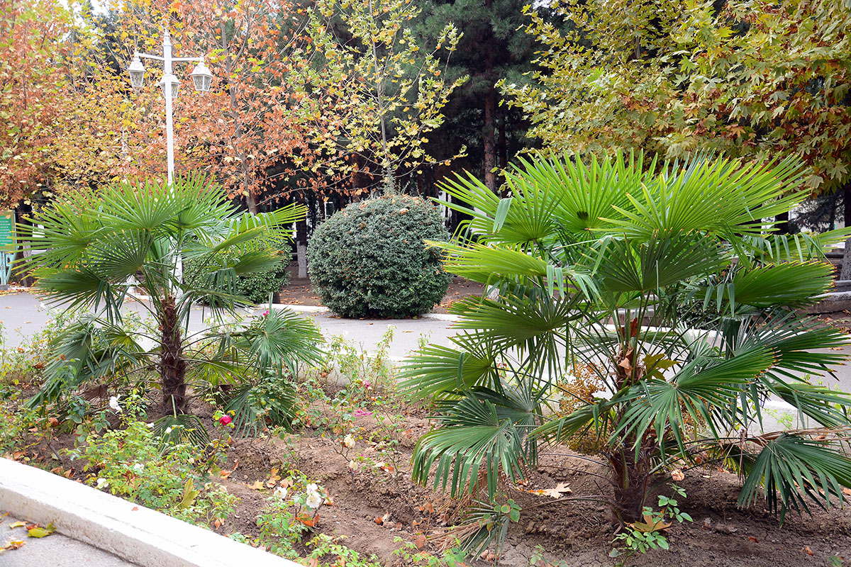 Полувековые пальмы Ашхабадского ботанического сада