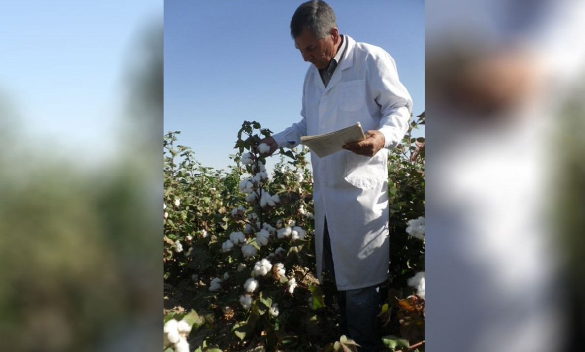 New cotton species named Ashgabat 140