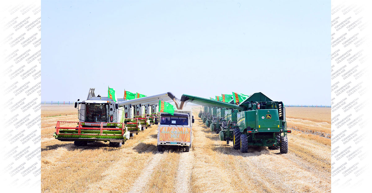 The grain harvest begins in Turkmenistan