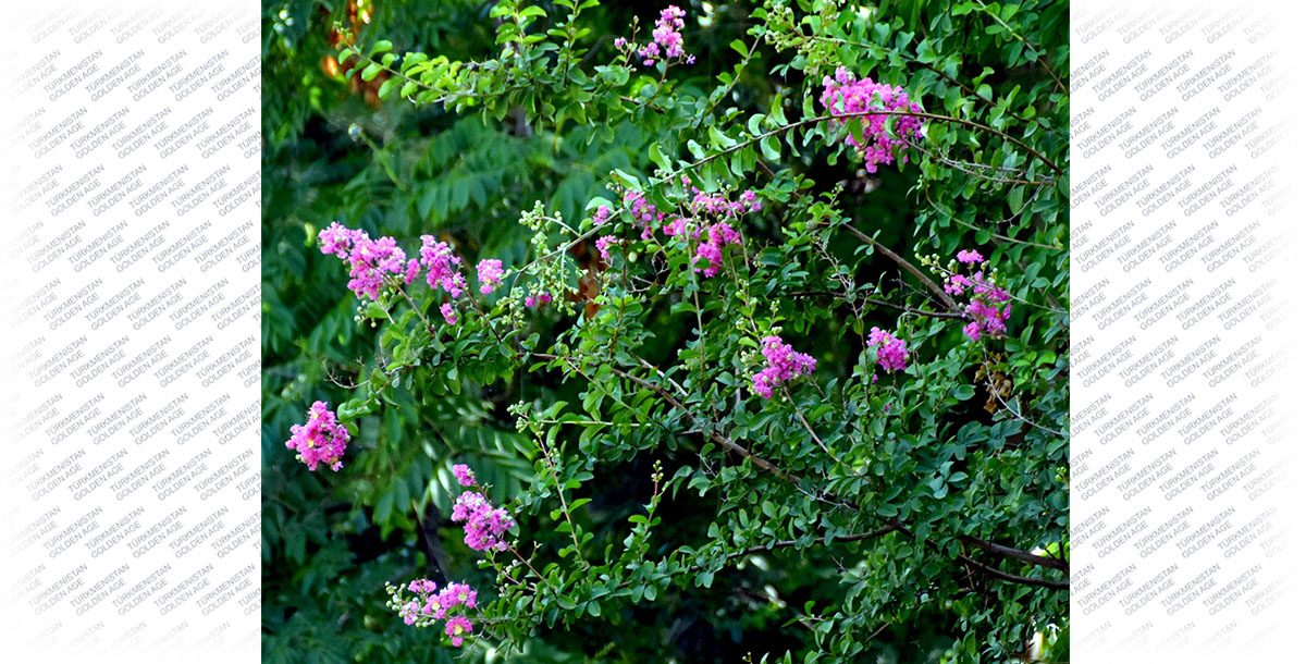 Место под солнцем – для лагерстремии