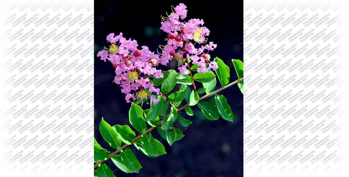 Место под солнцем – для лагерстремии