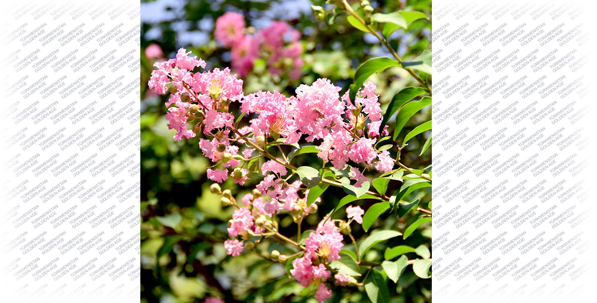 Место под солнцем – для лагерстремии