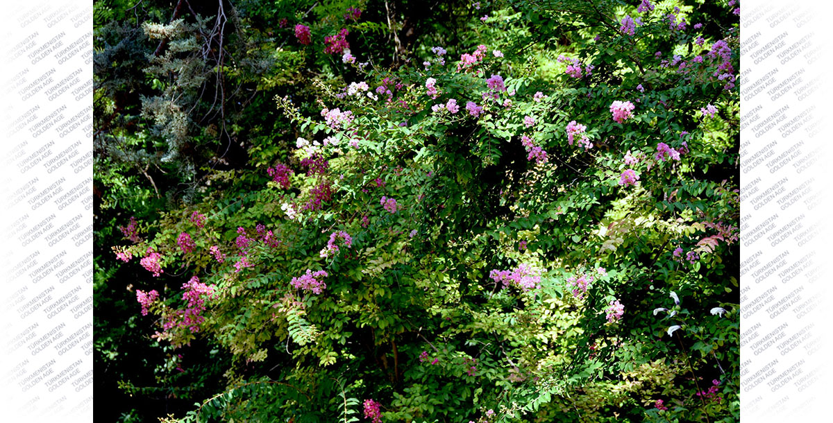 Место под солнцем – для лагерстремии