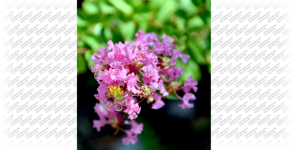 Lagerstroemia’s place under the sun