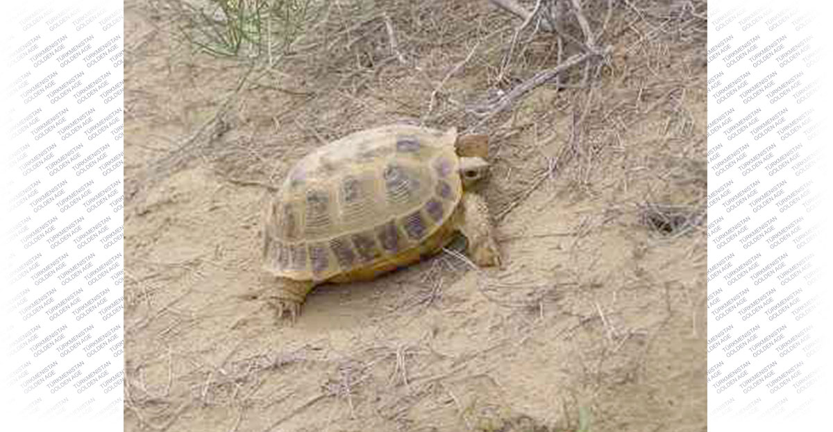 Repetek — türkmen tebigatynyň ajaýyp künjegi