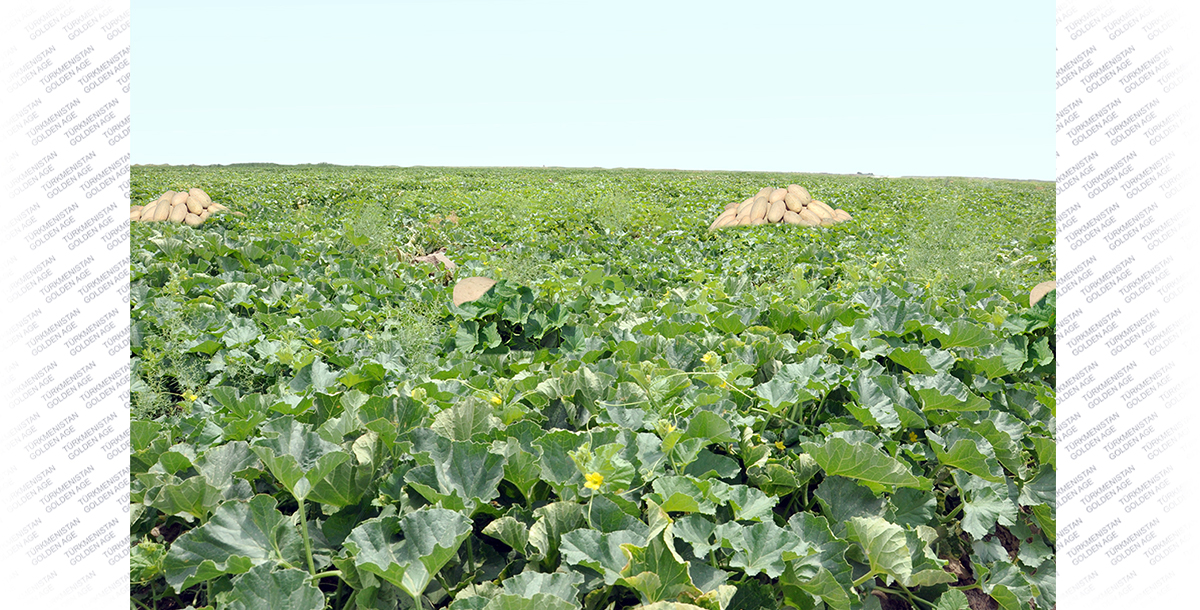 The land of incredibly sweet melons