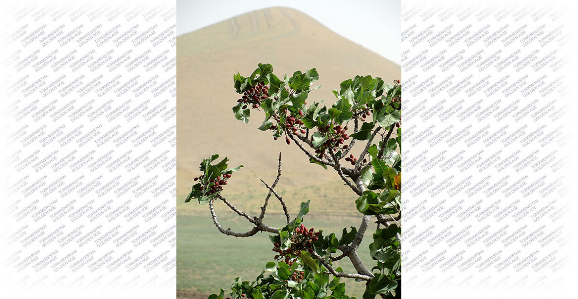 Turkmen pistachio to strengthen immunity