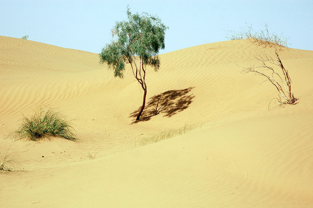National system of desertification monitoring