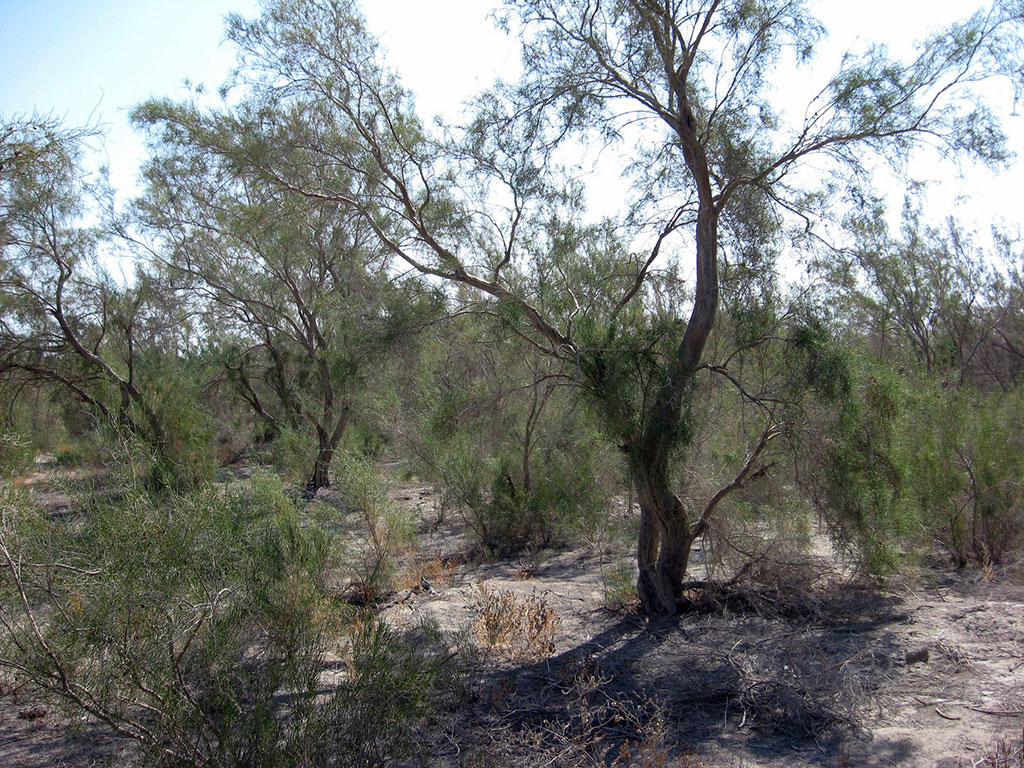 Gara sazaklyklar Garagumyň ekologiýa ulgamynda möhüm ähmiýete eýedir
