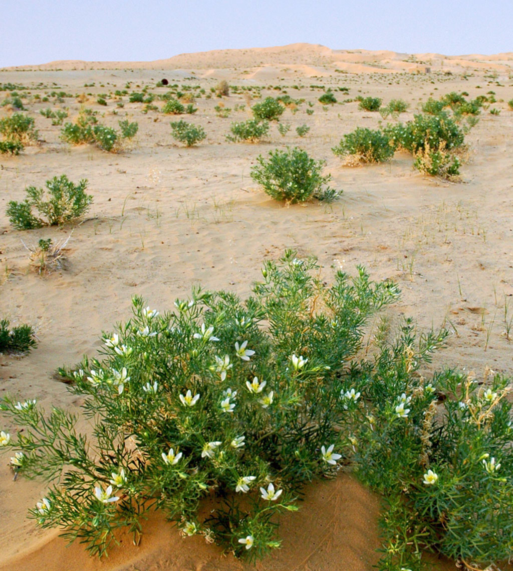 Turkmen nature conquers by its beauty