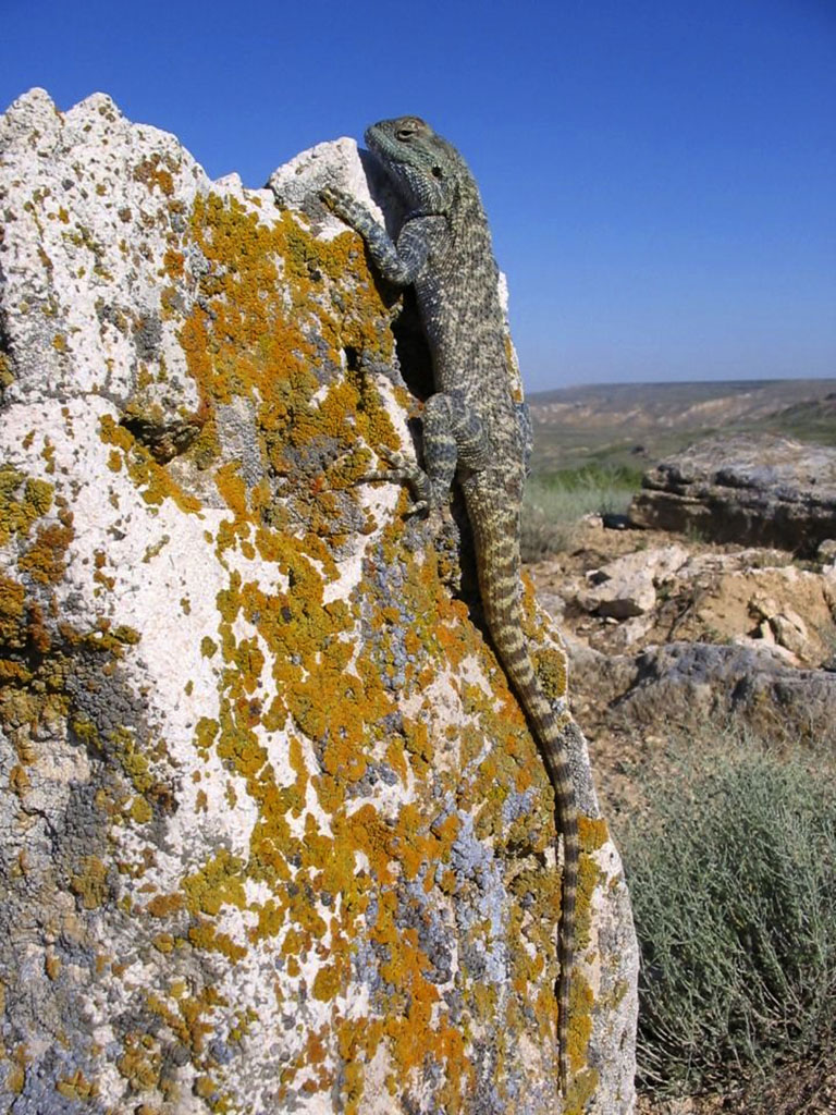 The Monument of Turkmen nature: Tourism and Ecological Culture