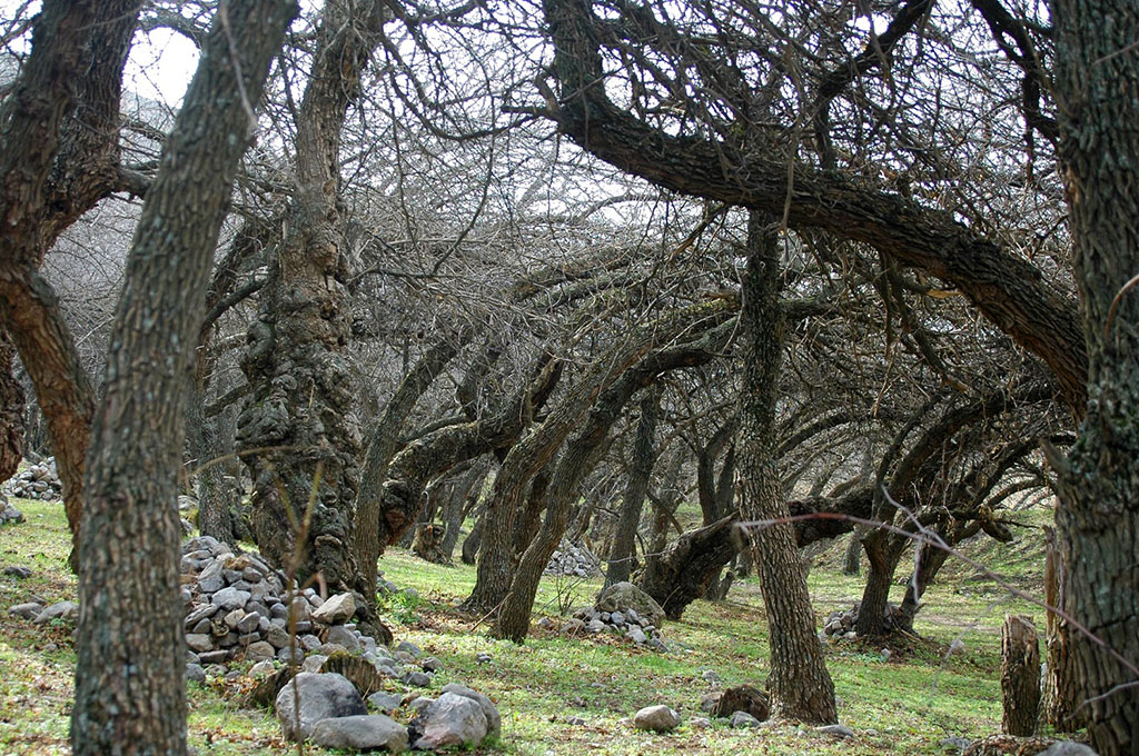 The Monument of Turkmen nature: Tourism and Ecological Culture