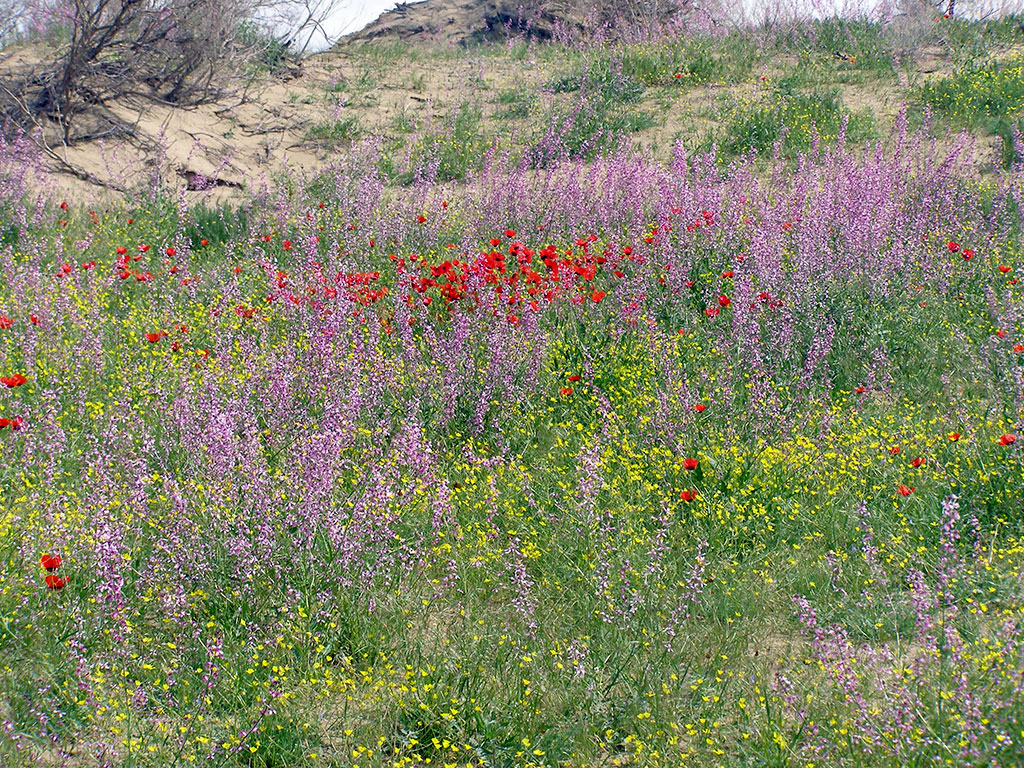 Repetekde  goraghana döredilmezden 15 ýyl öň ylmy barlaglar başlanypdy