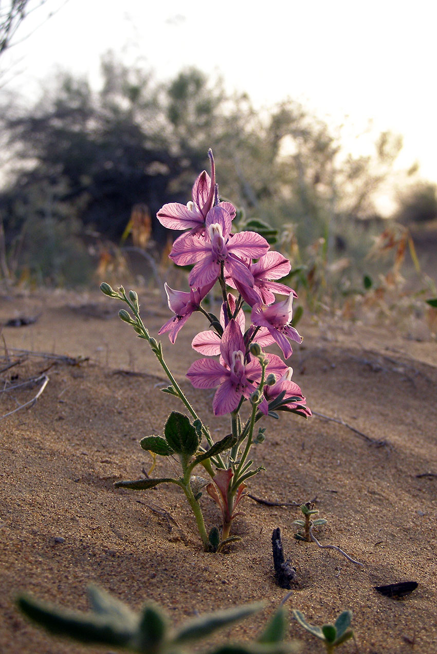 Repetekde  goraghana döredilmezden 15 ýyl öň ylmy barlaglar başlanypdy