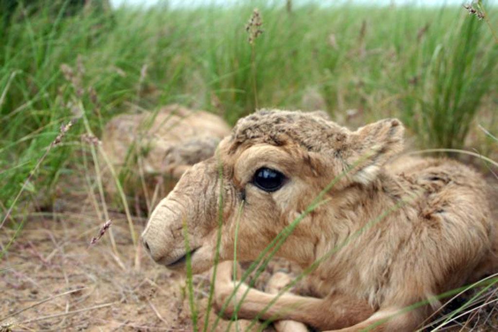 Туркменистан принимает участие в мероприятиях по сохранению сайгака 