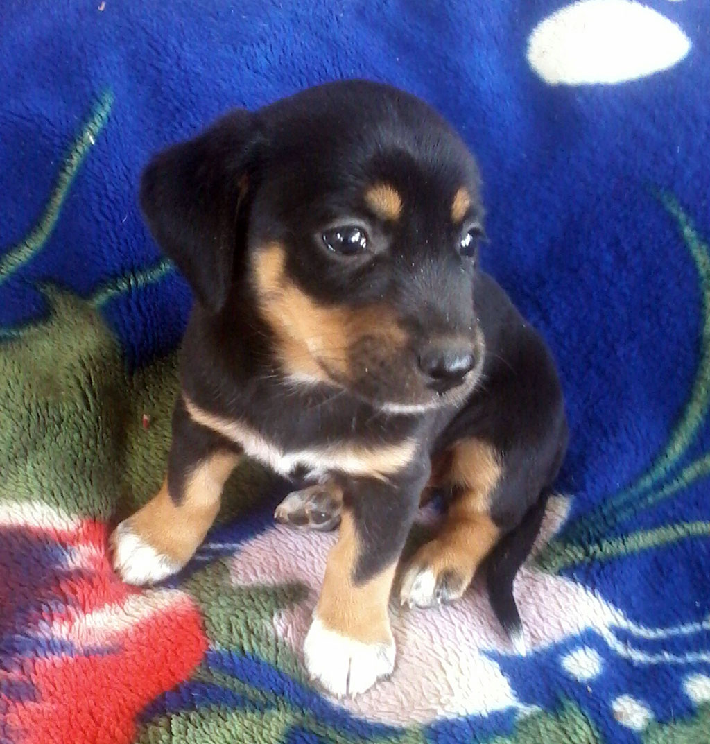 «Остров надежды» станет домом для оставшихся без присмотра собак и кошек