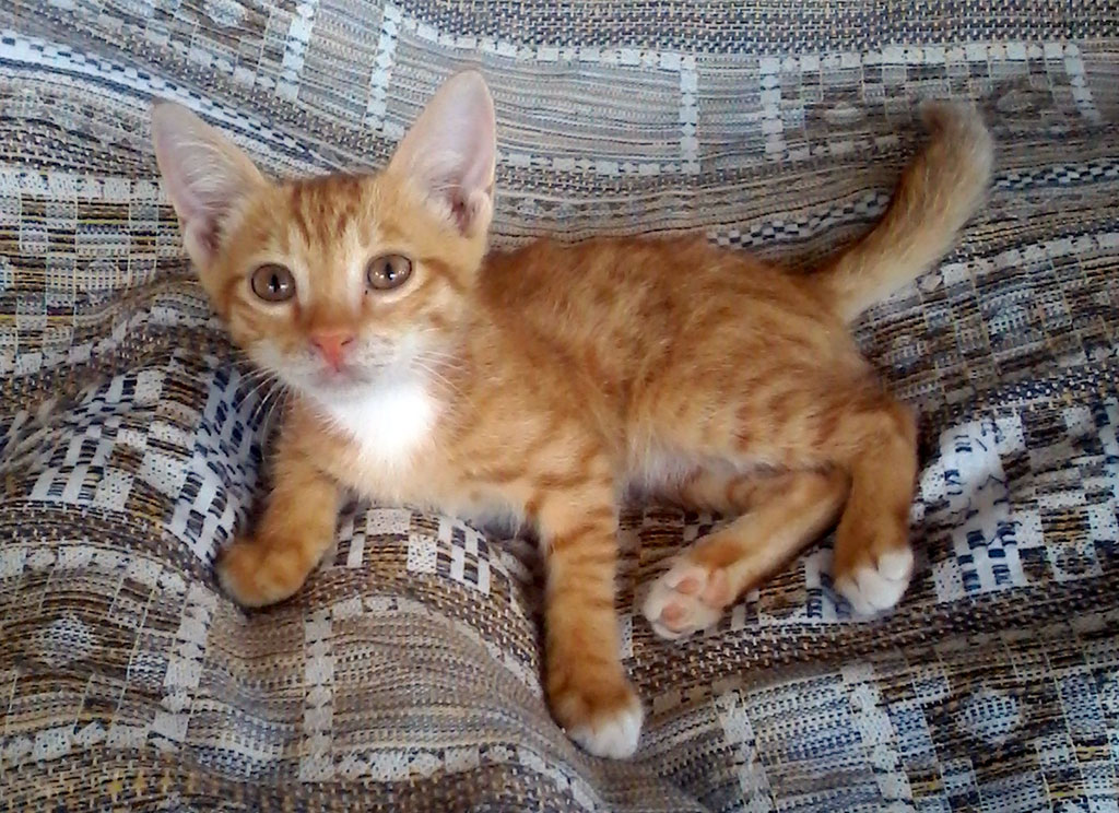 «Остров надежды» станет домом для оставшихся без присмотра собак и кошек