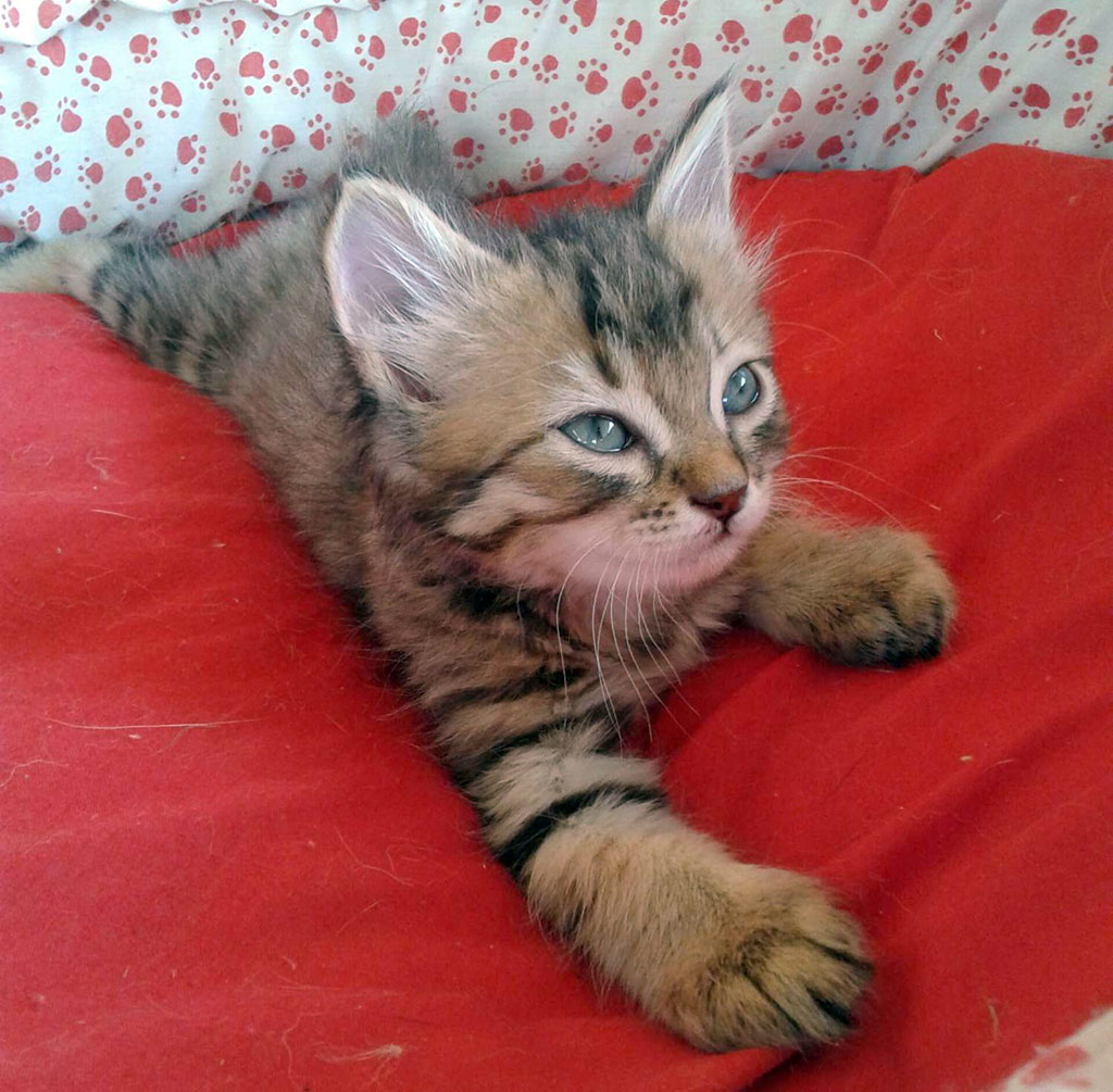 «Остров надежды» станет домом для оставшихся без присмотра собак и кошек