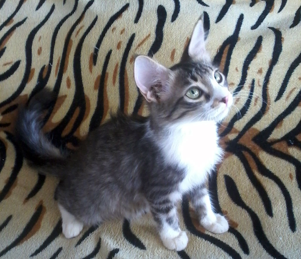 «Остров надежды» станет домом для оставшихся без присмотра собак и кошек