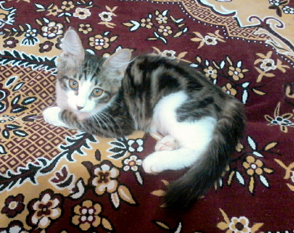 “Hope Island” is to become home for deserted dogs and cats