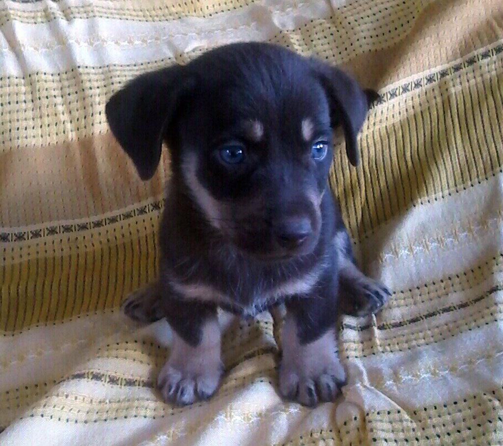 “Hope Island” is to become home for deserted dogs and cats