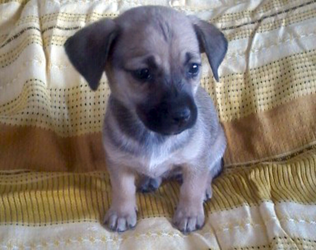 “Hope Island” is to become home for deserted dogs and cats