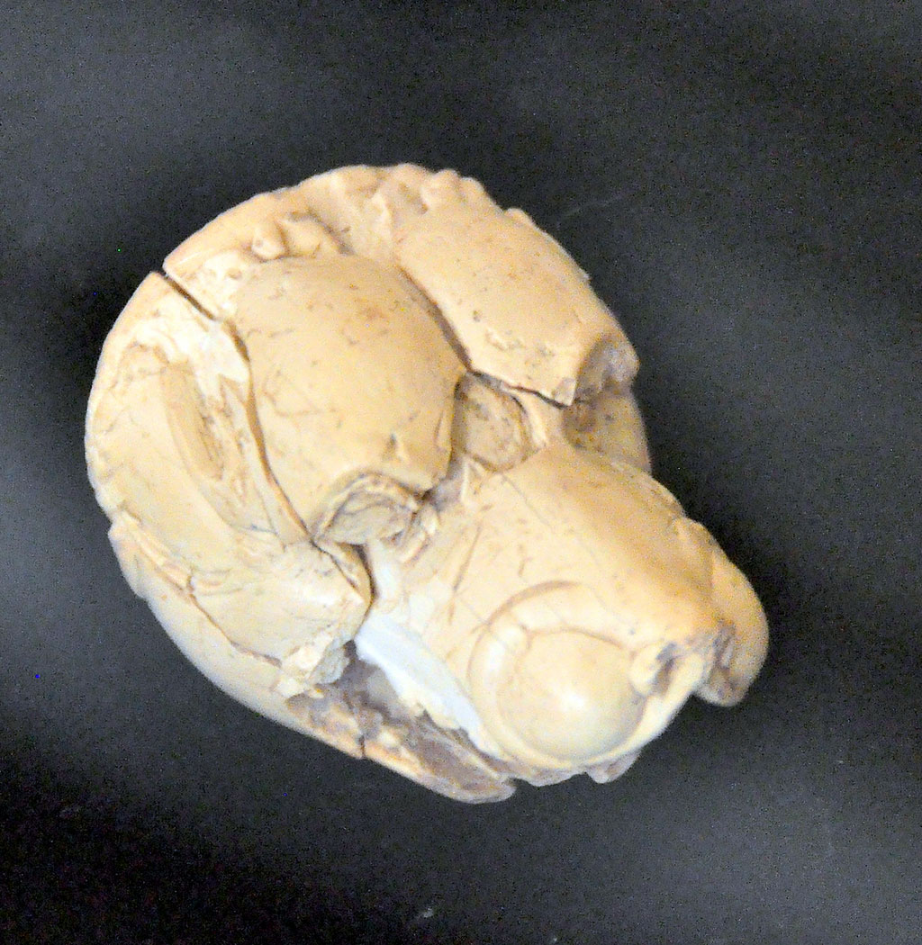 Archaeological findings testify to the important role of dogs in everyday life and beliefs