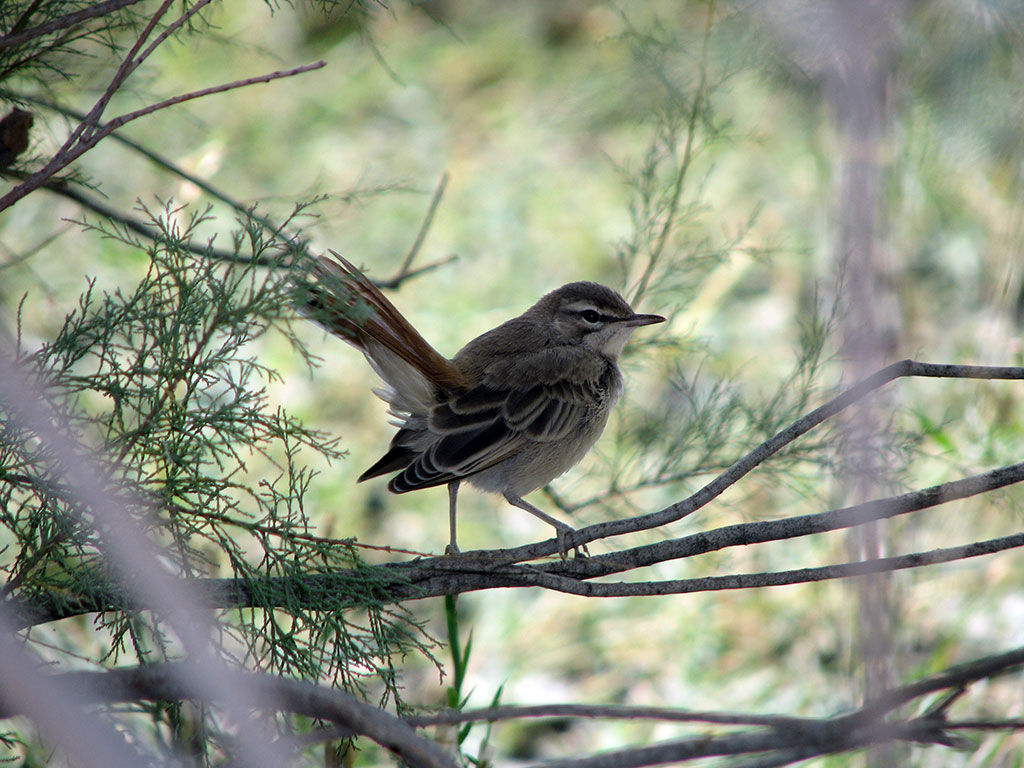 Amudarya State Natural Reserves celebrates its 15th anniversary