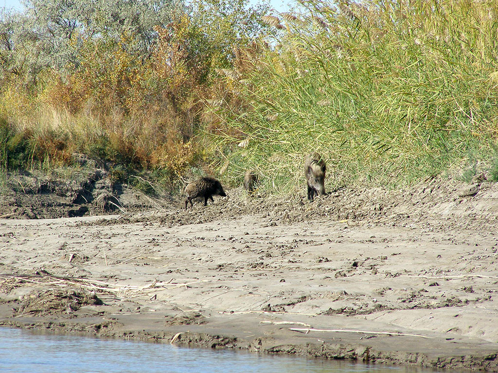 Amudarya State Natural Reserves celebrates its 15th anniversary