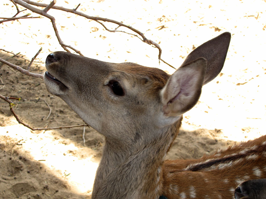 Amudarya State Natural Reserves celebrates its 15th anniversary