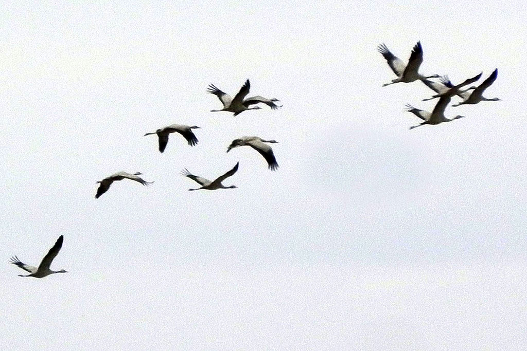 Emigratory common cranes choose the valleys of the Amu Darya River, Tedjen and Kopetdag Mountains foothills 