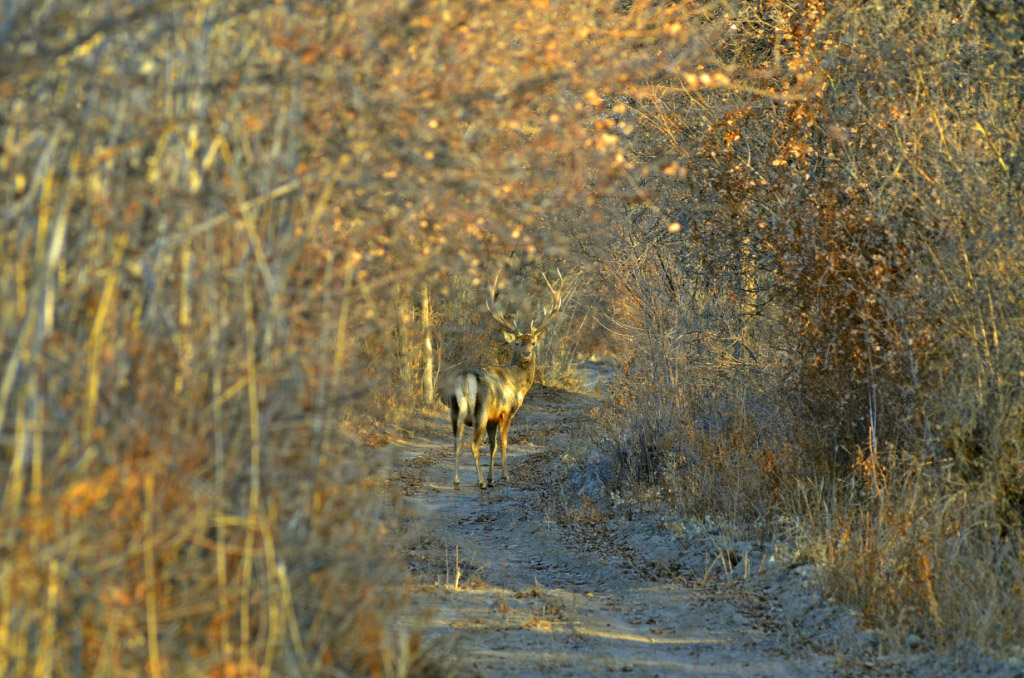Turkmen – German project for management of land and woodland resources in Amudarya zone is coming to the end