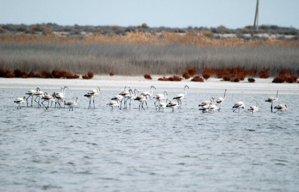 Представители стран региона и международные эксперты обсудили аспекты учёта мигрирующих птиц