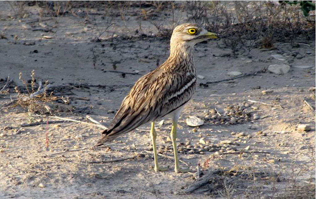 Representatives of the region and international experts discuss the aspects of control of migrating birds