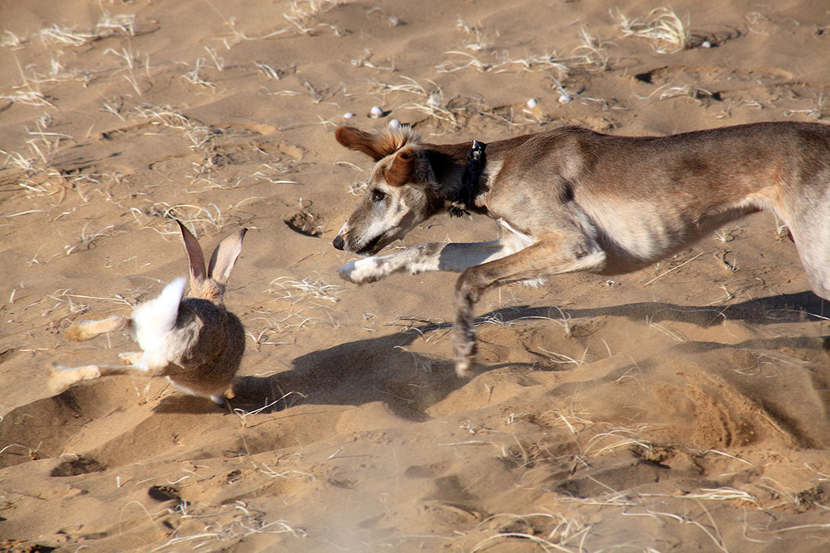 Archive documents contain interesting information about the peculiarities of national hunting