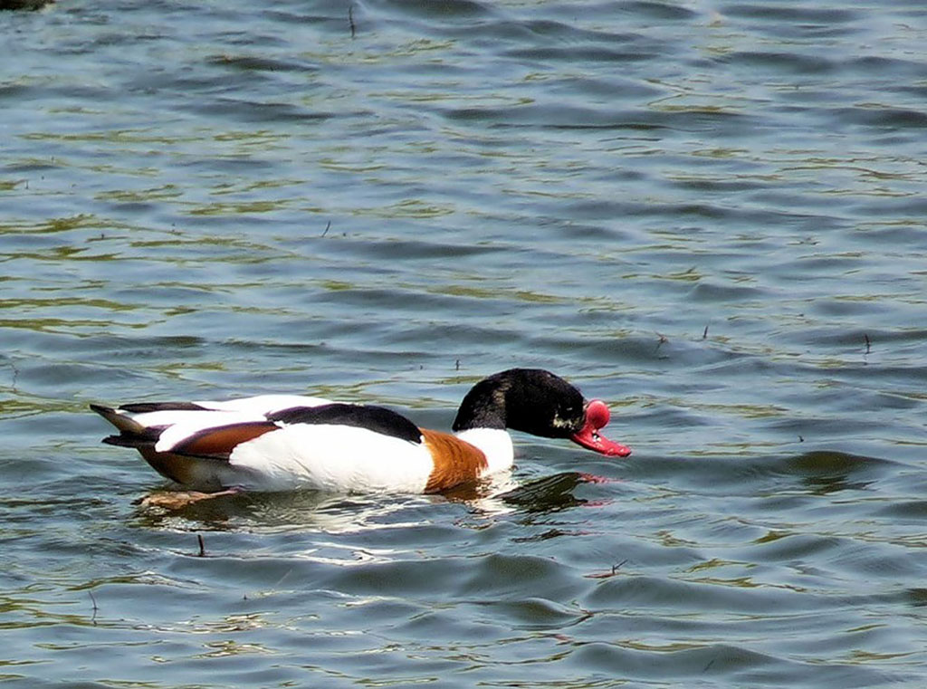 10 лет назад Туркменистан ратифицировал Рамсарскую конвенцию