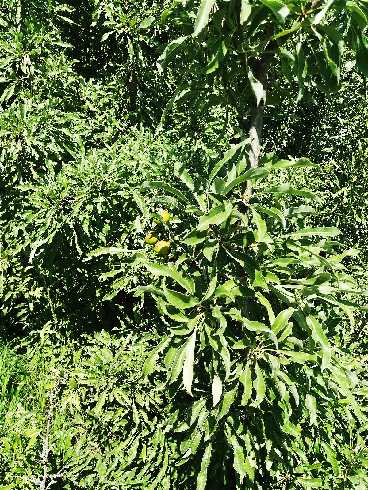 In Syunt-Hasardag is discovered a new kind of wild pear for Turkmenistan