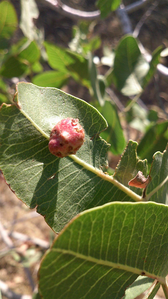 Badkhyz hills is the area of distribution of natural pistachios