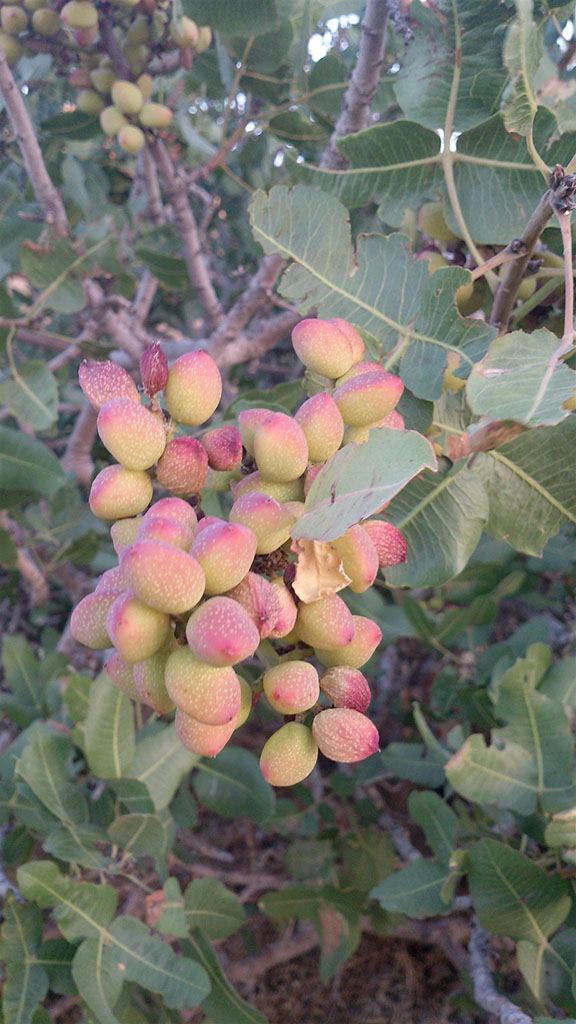 Badkhyz hills is the area of distribution of natural pistachios