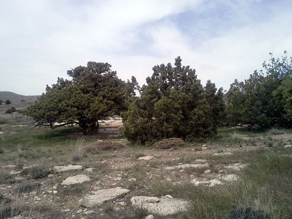 Uly Balkan –Türkmenistanyň ösümlikler dünýäsiniň seýrek duşýan we gymmatly görnüşleriniň ýaýran ýeridir