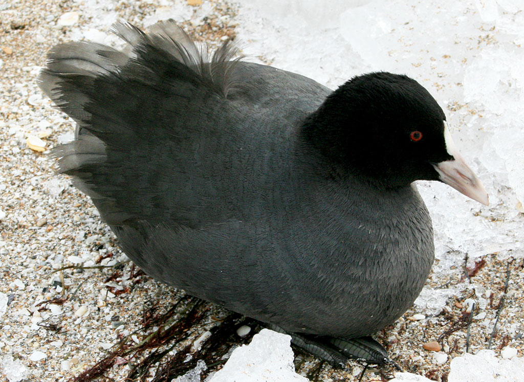 Wintering conditions on the Turkmen coast of the Caspian Sea become favorable for feathered guests