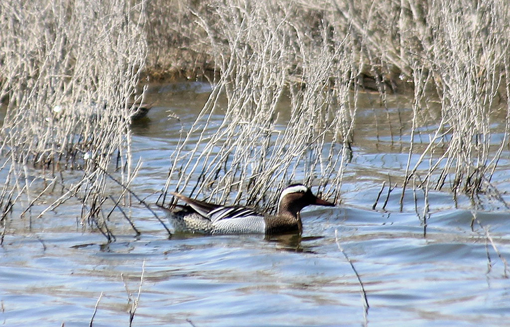 Wintering conditions on the Turkmen coast of the Caspian Sea become favorable for feathered guests
