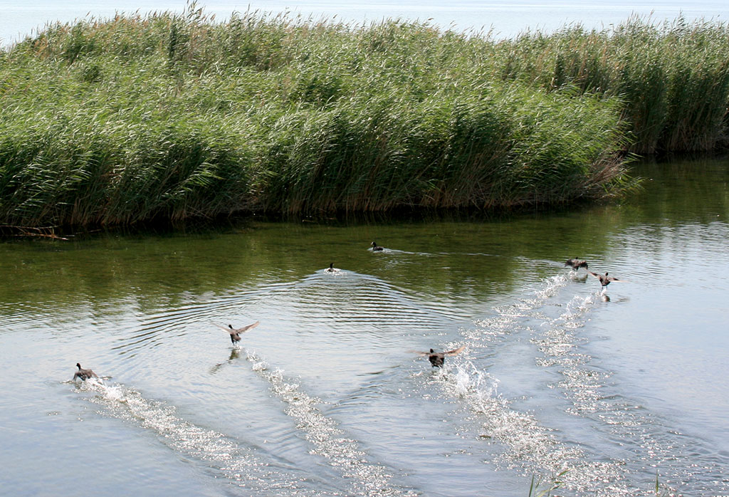 Wintering conditions on the Turkmen coast of the Caspian Sea become favorable for feathered guests
